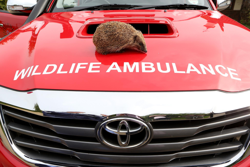 Illustration for article titled Tiggywinkles To The Rescue With New Hilux Ambulance
